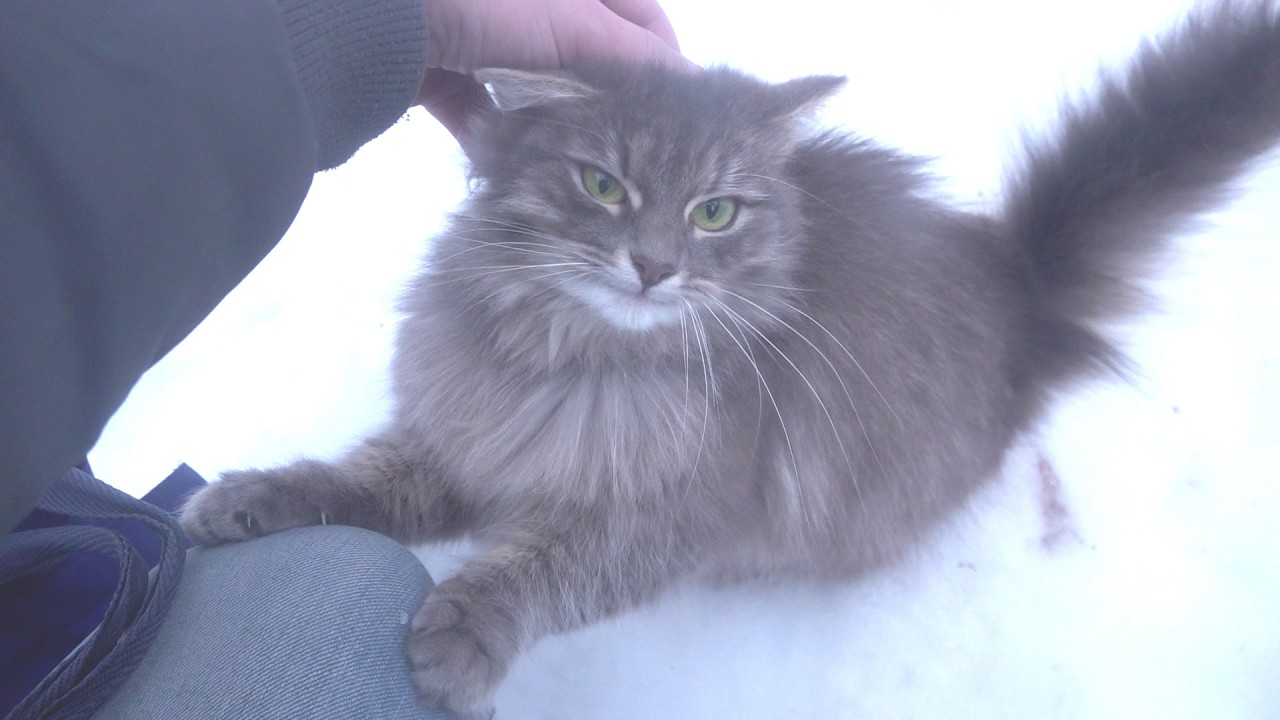 Security Cat's Sister Runs Through the Snow to Demand Food