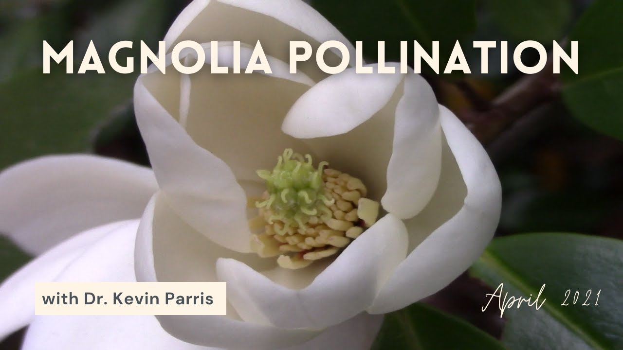 Magnolia Hybridization & Pollination with Dr. Kevin Parris