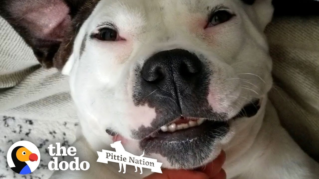 Pittie Who Was Shot Lives Like A Princess Now | The Dodo Pittie Nation