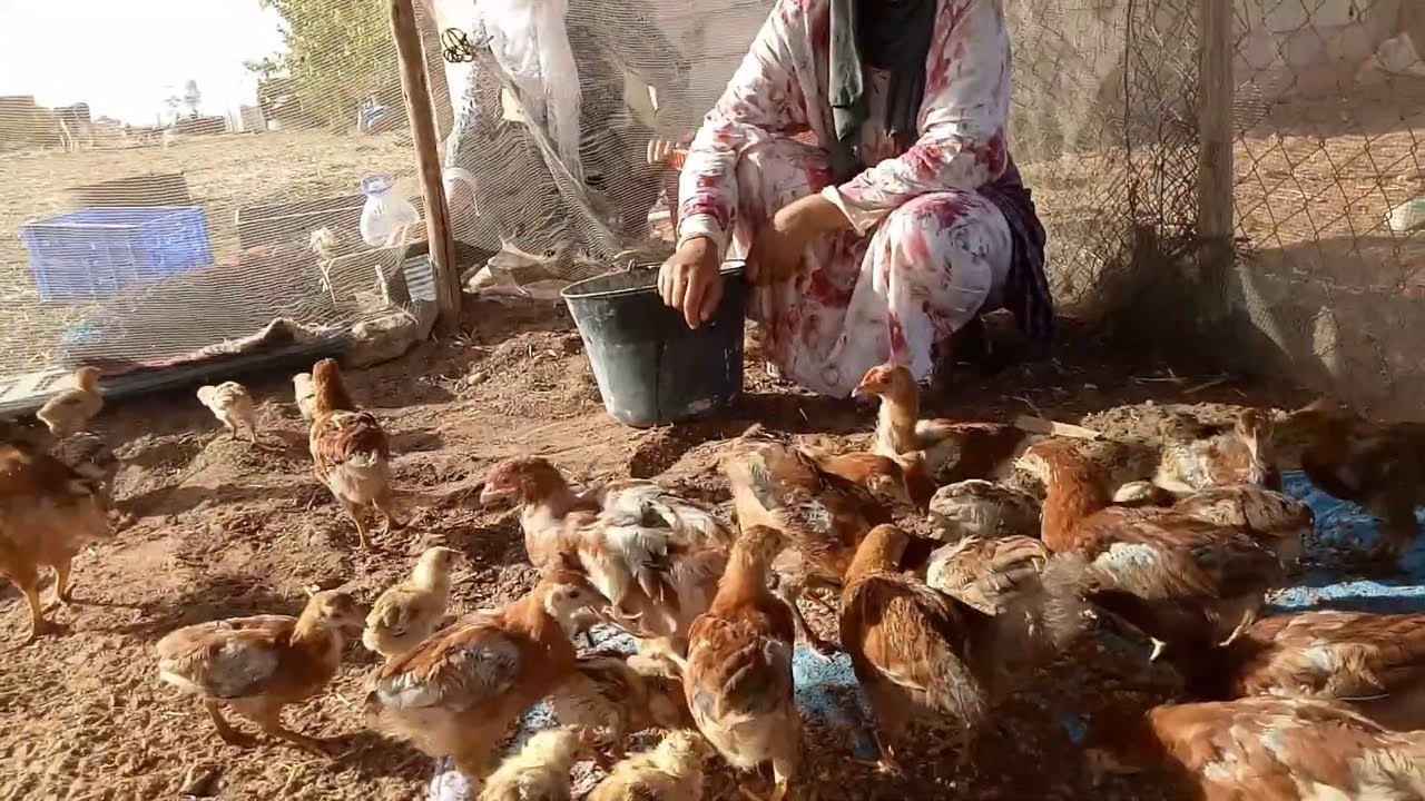 تربية الدجاج البلدي البياض مع سميرة البدوية وجمعة كتاشفوا معها العروبية