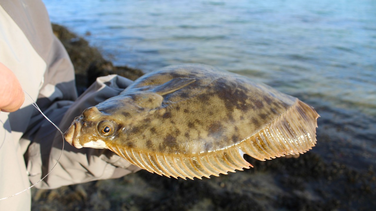 Pêche des poissons plats : de la capture à l'assiette !