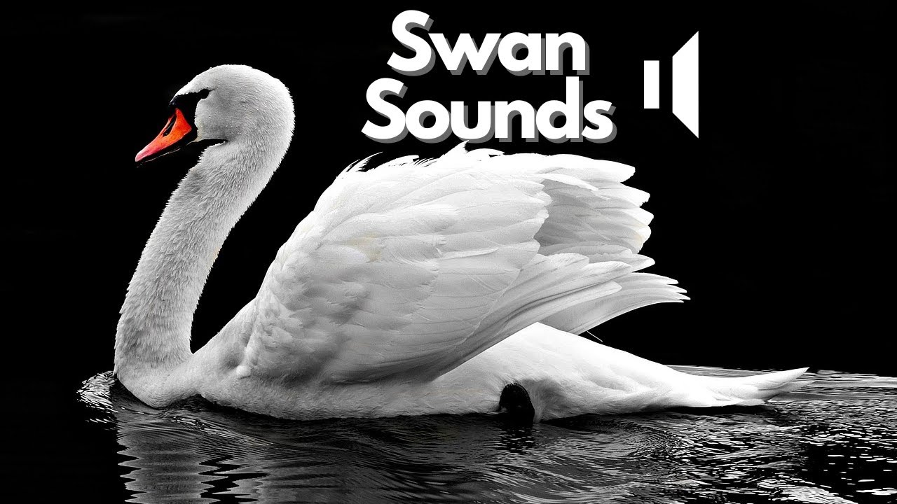 Swan Sound Effects | No Copyright | Free