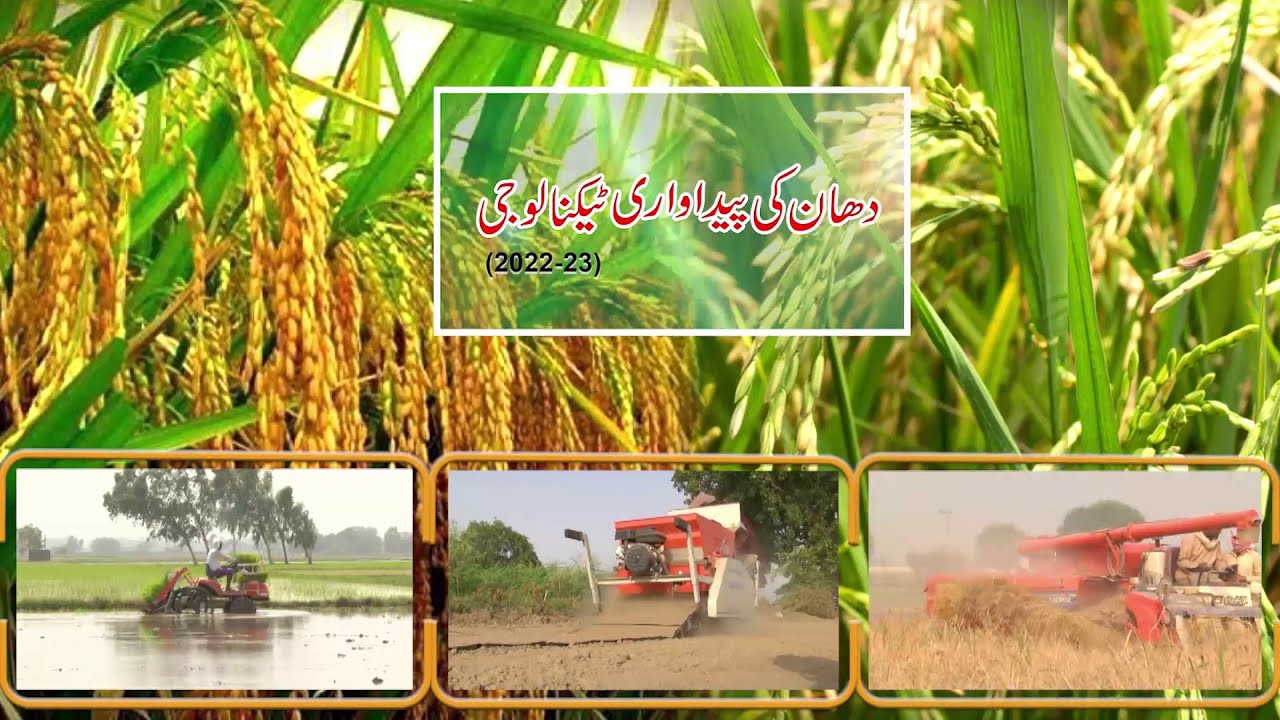دھان کی پیداواری ٹیکنالوجی23-2022