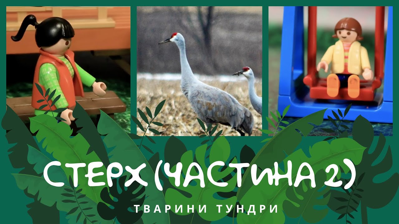 Стерх продовження. Тварини Тундри | КоМарко