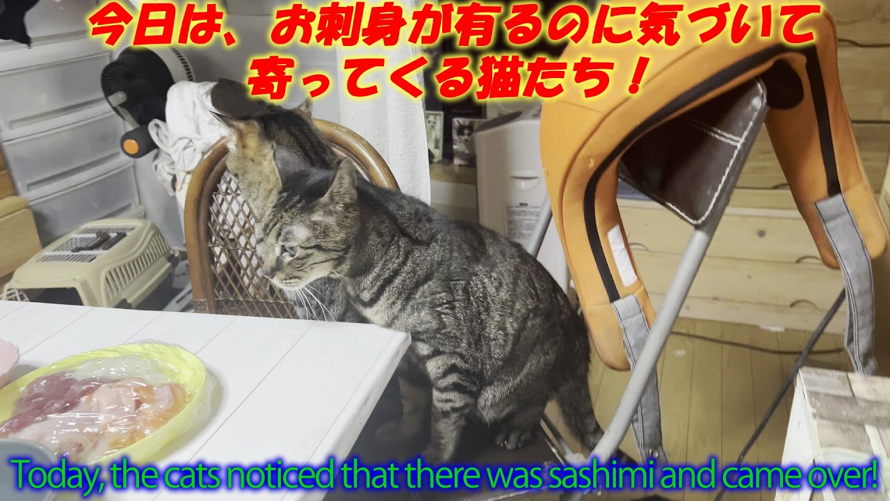 今日は、お刺身が有るのに気づいて寄ってくる猫たち！Today, the cats noticed that there was sashimi and came over!