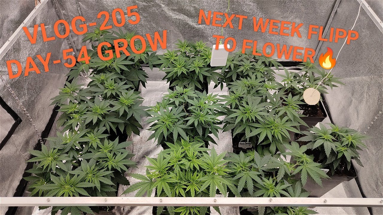 Blue Berry Muffin, Mimosa EVO, And Family Jewels, Grow Nice And Strong VLOG NR 205