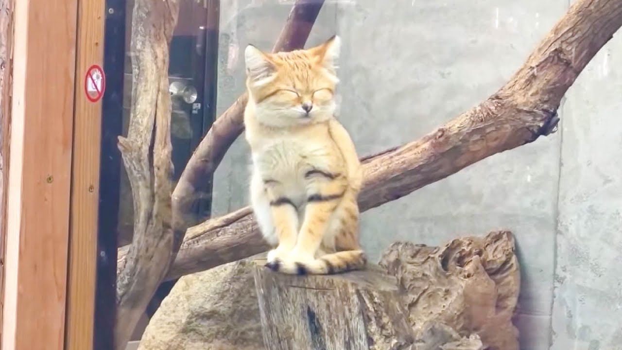 スナネコに大変なことが起きました…!! Sandcat babies were born