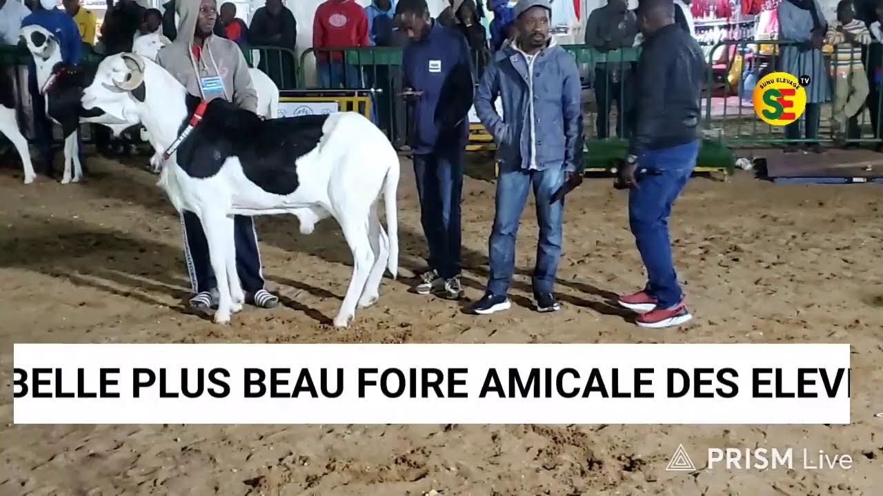 FOIRE du Ramadan 2026  Amicale des éleveurs de  DtSM Finales  CONCOURS plus belle plus beau