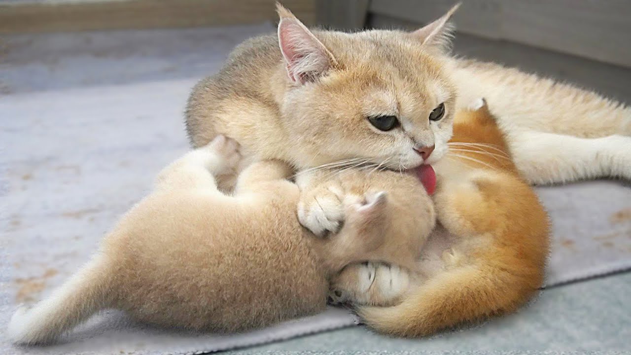Mom cat dotes on her mischievous boys || Two cute kittens quarreled