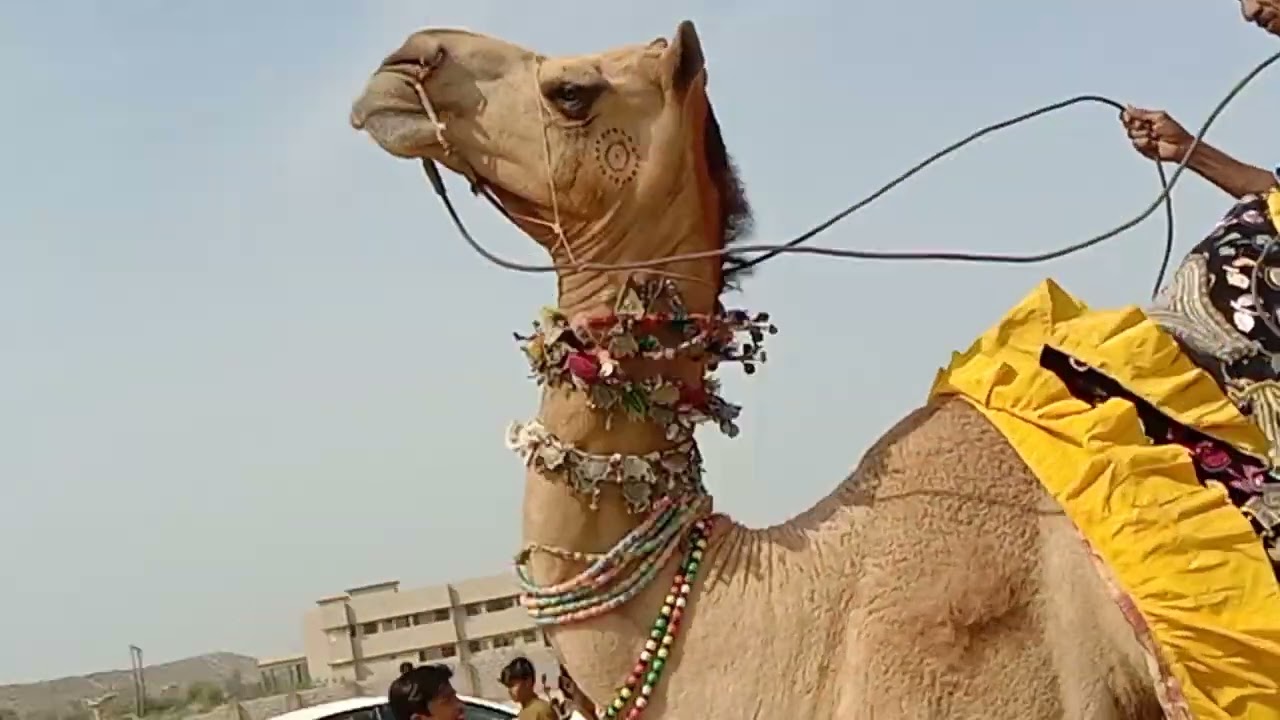 The amazing dance performance of asian camels in asian affair #camel #travelcamel ##camells