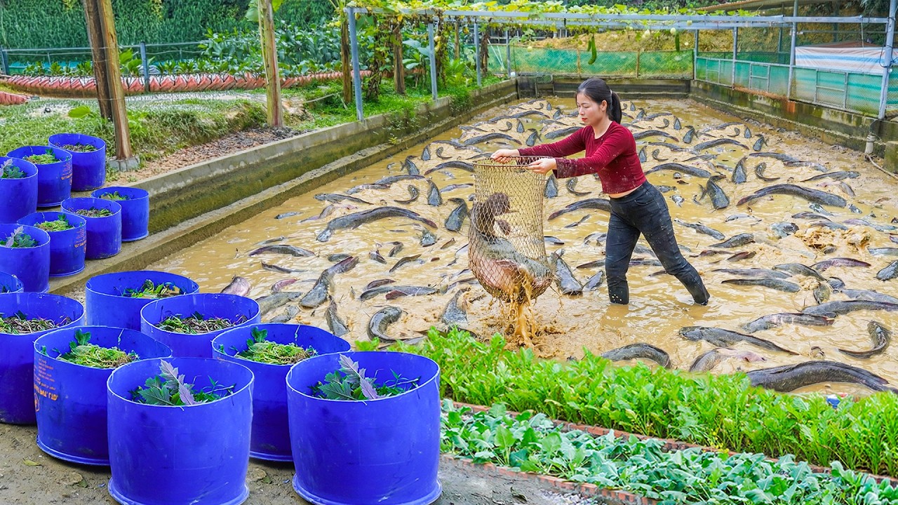 195Days Harvesting A Lot Of Fish, Sell Ducks, Growing Vegetable with Organic Fertilizer