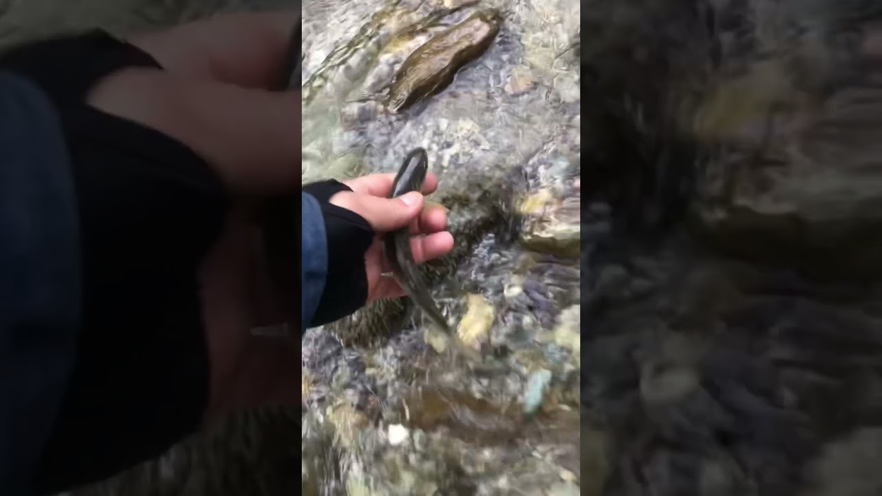 #shorts #short #subscribe #trending #youtubeshorts #river #mountains #smallriver #bigtrout #foryou