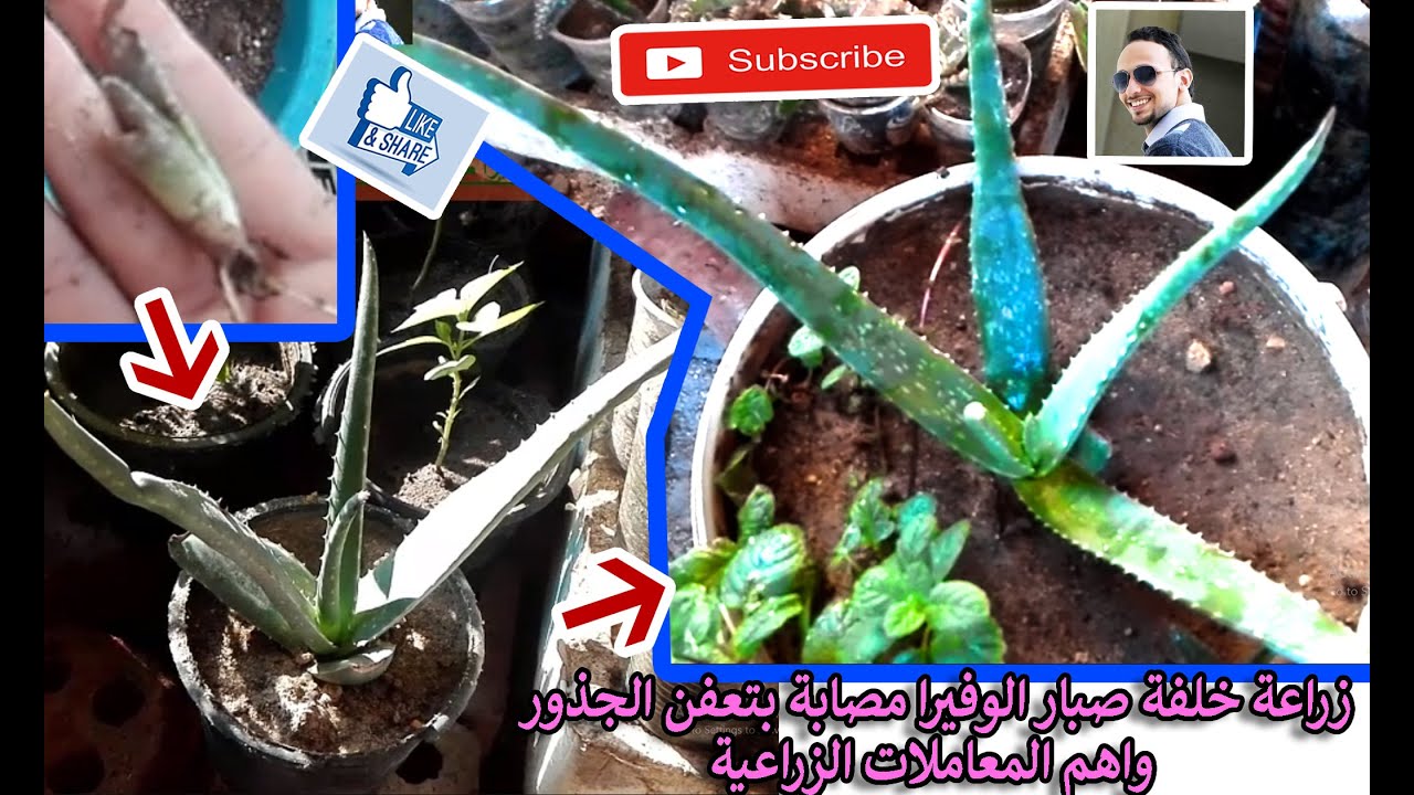 لو عندك شتلات جذورها عفنت مترميهاش - سر نجاح زراعة خلفة صبار الوفيرا مصابة ب عفن جذور بطريقة مختلفة