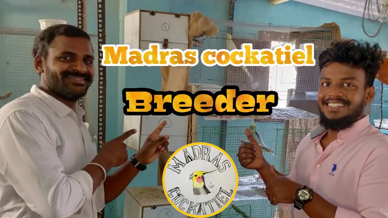 Chennai cockatiel breeder