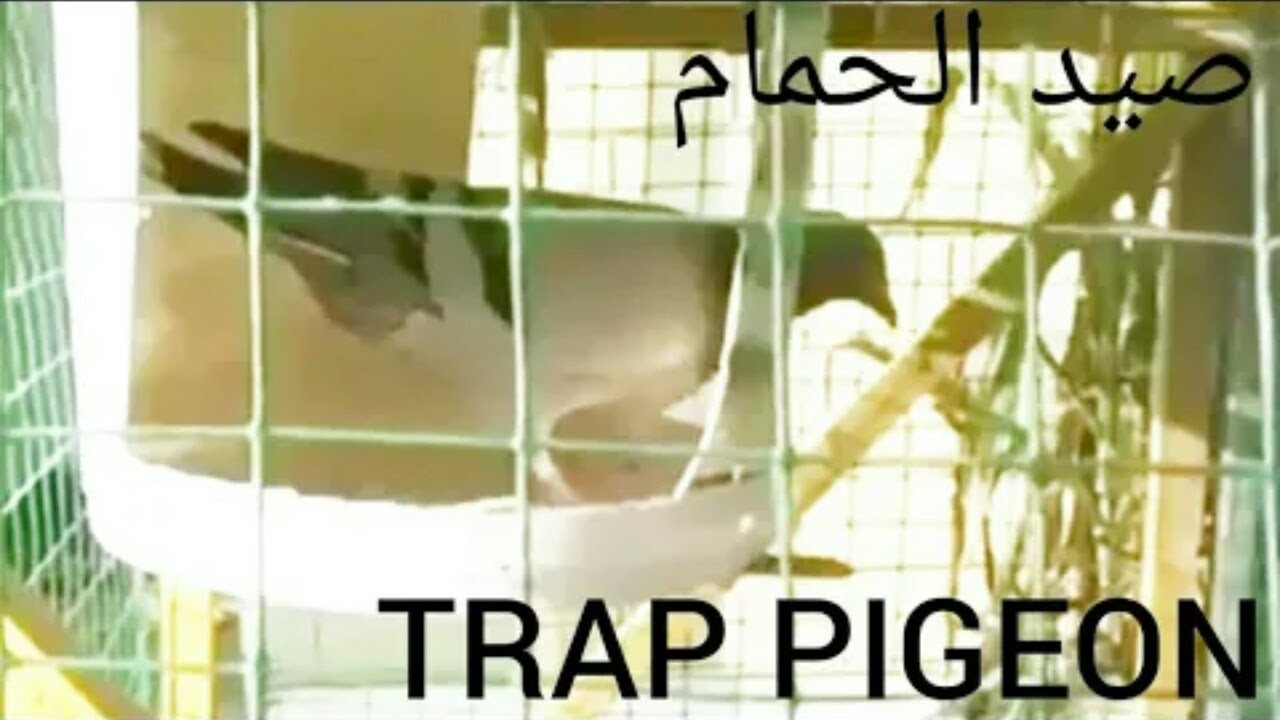 صيد الحمام بطريقة سهلة جدا | اسهل فخ لصيد الطيور |How To Make Pigeon Trap| غاوي صيد