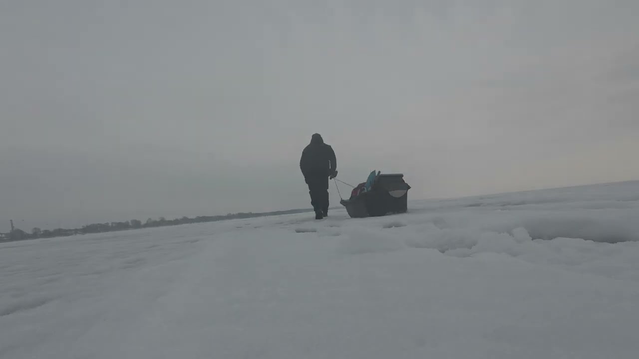 Stinta 3 Kiaulės Nugara
