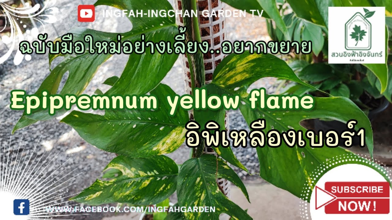 epipremnum yellow flame อิพิเหลืองเบอร์1 เทียบความต่าง ดูแล ขยายพันธุ์