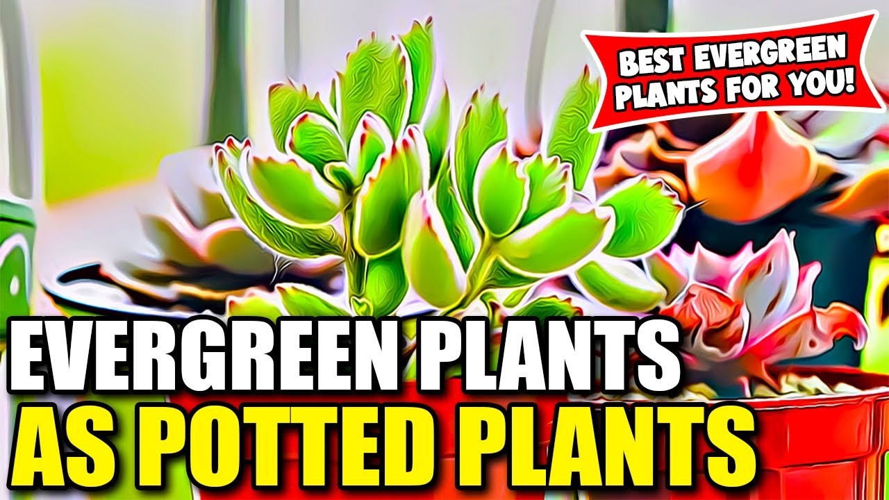 Evergreen Plants To Grow As Potted Plants | Easy Potted Plants For Beginners | Best Evergreen Plants