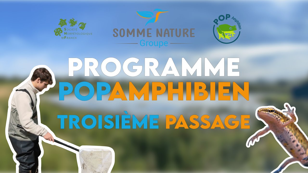 Programme PopAmphibien - Troisième passage