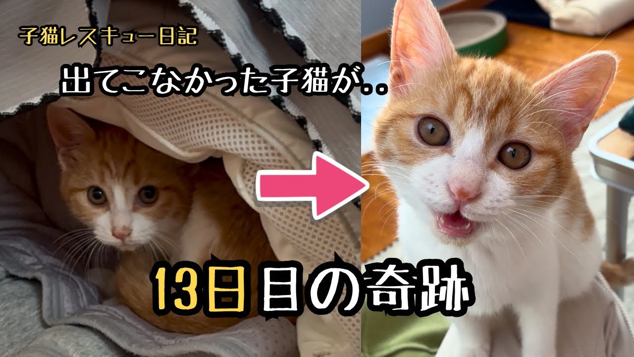 臆病な子猫と同じ部屋で寝た13日間。【13日目の奇跡】