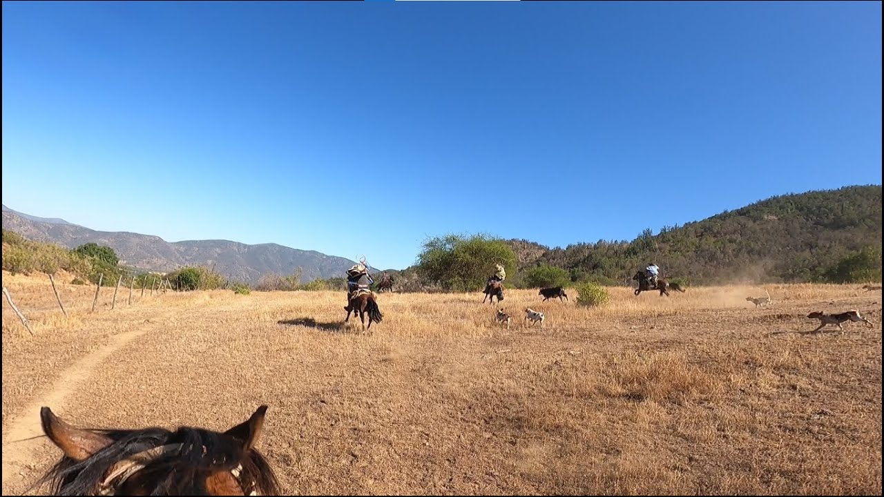 Laceadores de cerro #7