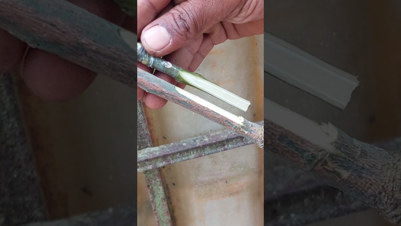 Mango Grafting Techniques 