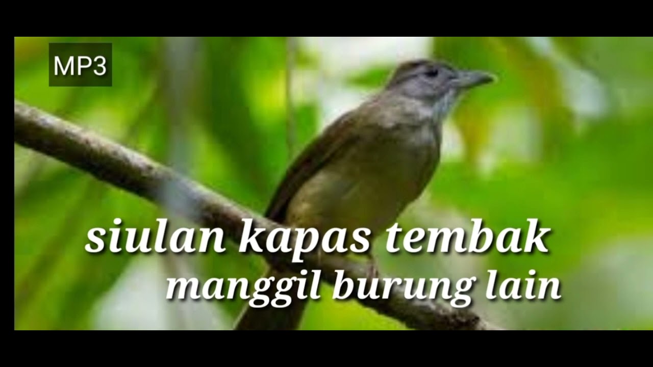 Siulan kapas tembak manggil burung lain#Siulan_kapas_tembak#suara_kapastembak