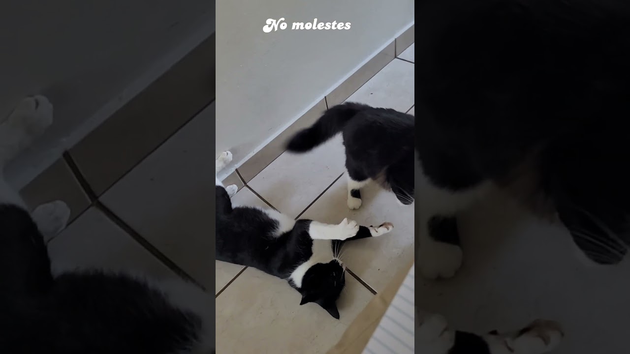 No molestes #cats #gatos #shorts #cats_and_fun44 #catvideos #michis #funnycats #fvp
