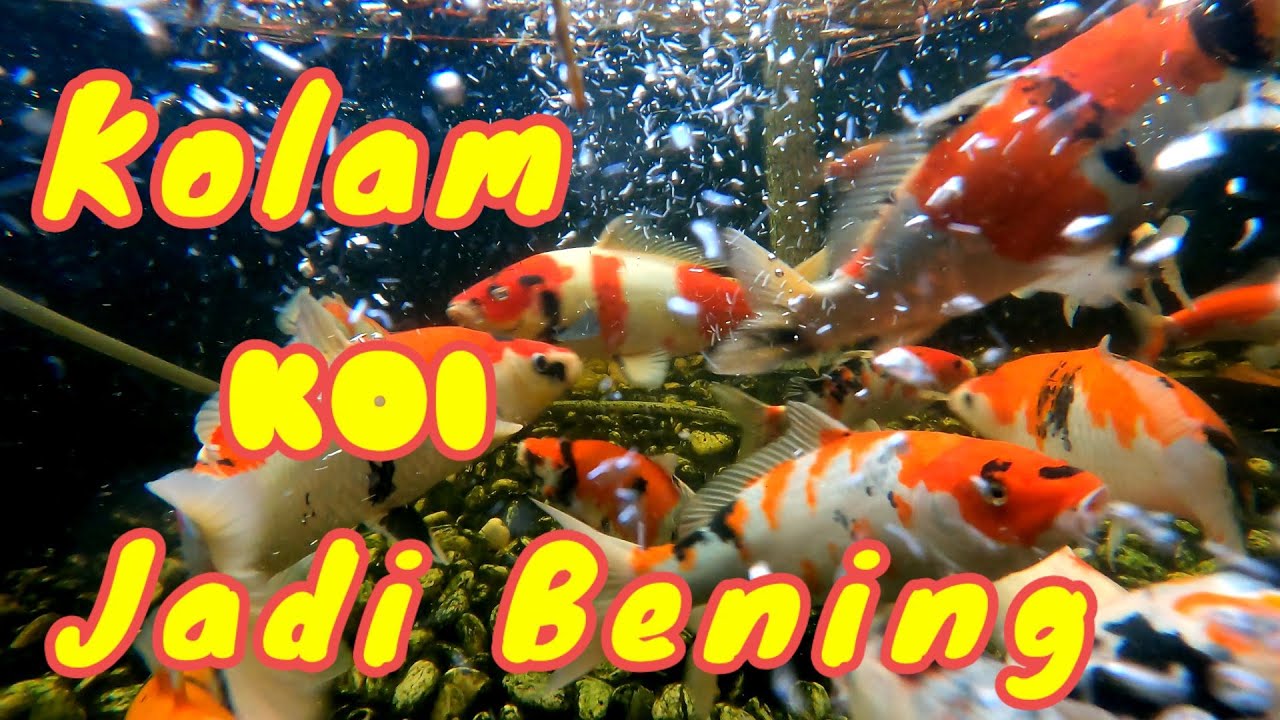 DIY - Kolam Koi Jernih dan Bening dengan Filter Under Gravel (Ecosand Filter) 2021