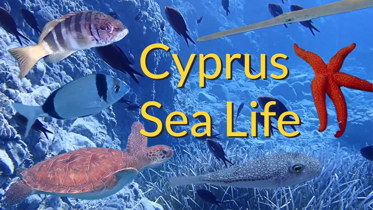 The amazing variety of Cyprus sea life