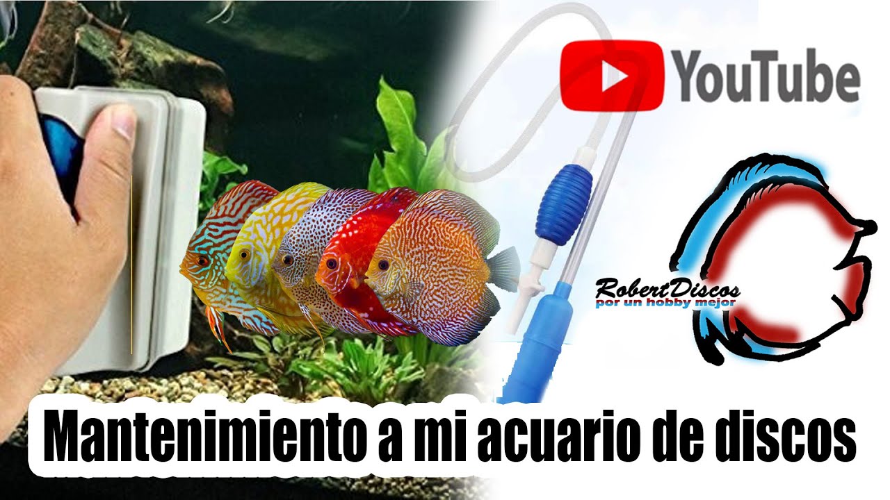 Como realizo el mantenimiento semanal a mi acuario de discos.