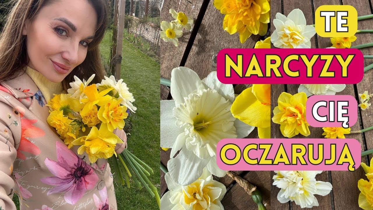9 ODMIAN NARCYZ&Oacute;W, KT&Oacute;RE WARTO MIEĆ! SPACER PO OGRODZIE