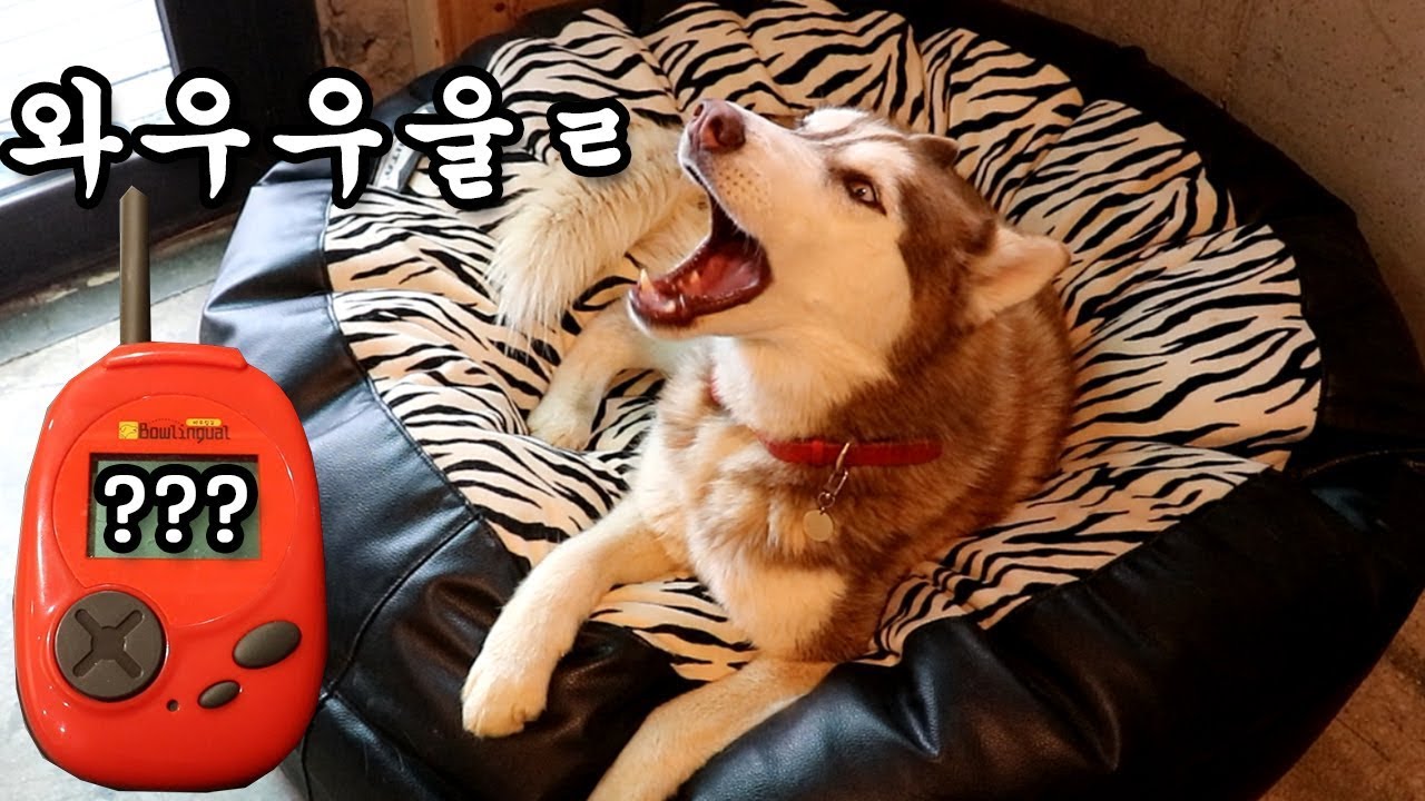 말대꾸하는 시베리안 허스키에게 강아지 번역기를 써보았습니다