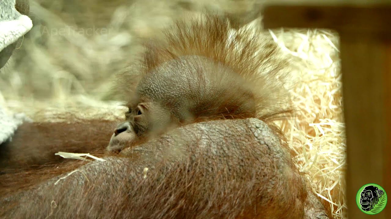 The First Ever Video Of Baby Orangutan Jarang Throwback Clip From 2023