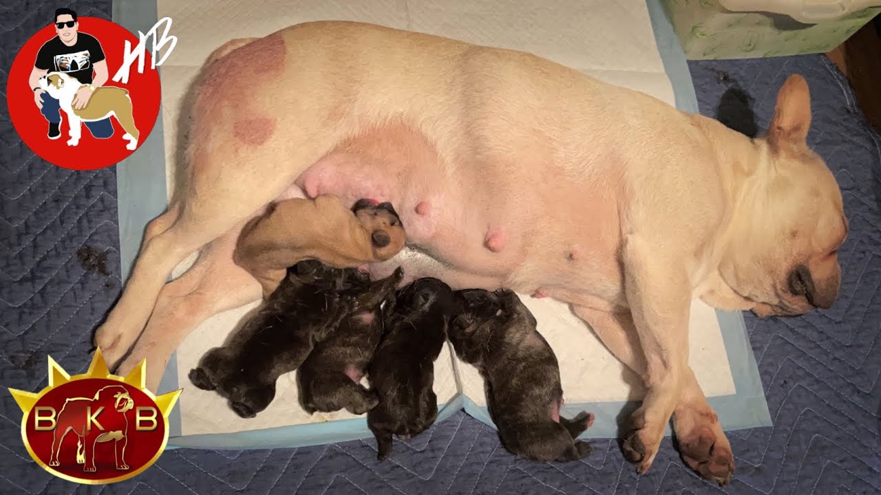 Bulldog Frances cachorros cuidados - Mi primera camada