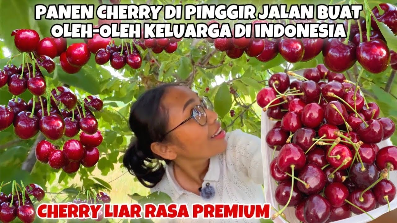 PANEN CHERRY DI PINGGIR JALAN BUAT BAWA PULANG KE INDONESIA