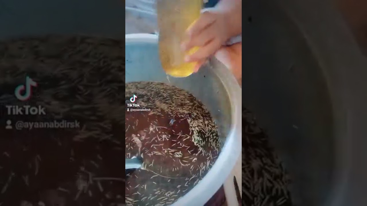 Shirkad  Ubax Waxay Sosaraday  Siliyad yinad baxineesa