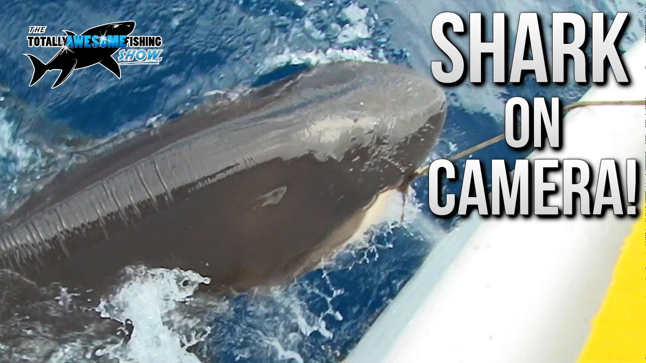 World Record Shark on Camera (FULL EPISODE) | TAFishing