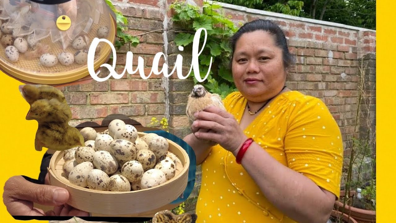 Meet my Quails, Packing and Hatching quails