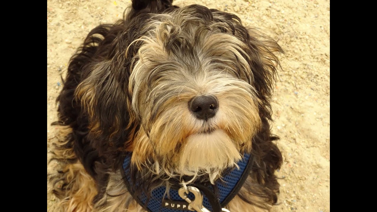 Rhett - Lucas Terrier Puppy - 4 Week Residential Dog Training at Adolescent Dogs
