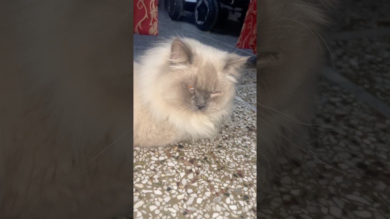 Viral cat on social media 