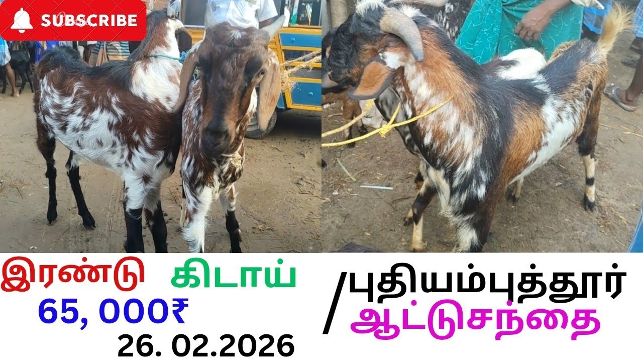 புதியம்புத்தூர் ஆட்டுசந்தை. 26.02.2026