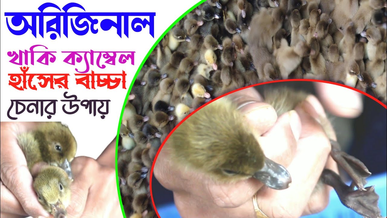 অরিজিনাল খাকি ক্যাম্বেল হাঁসের বাচ্চা চেনার সঠিক উপায় / মিতু হাসের হ্যাচারী এন্ড খামার/duck farm