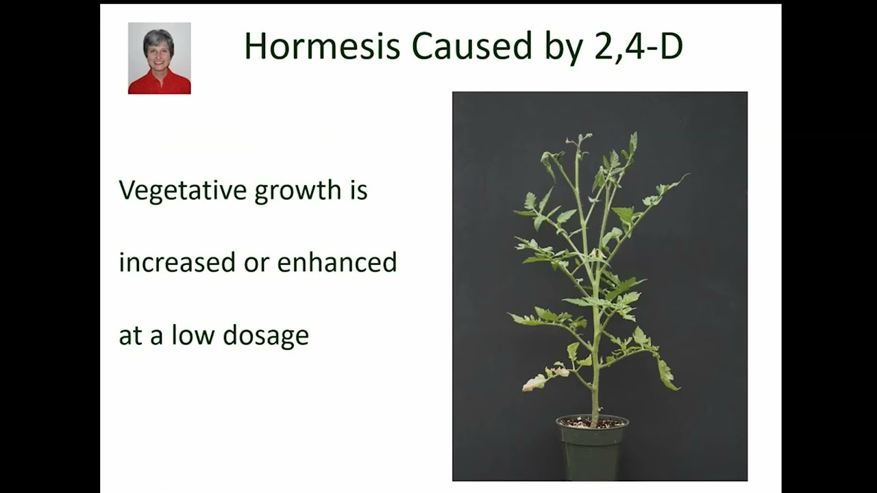 2,4-D and Dicamba Drift Injury | Short Version