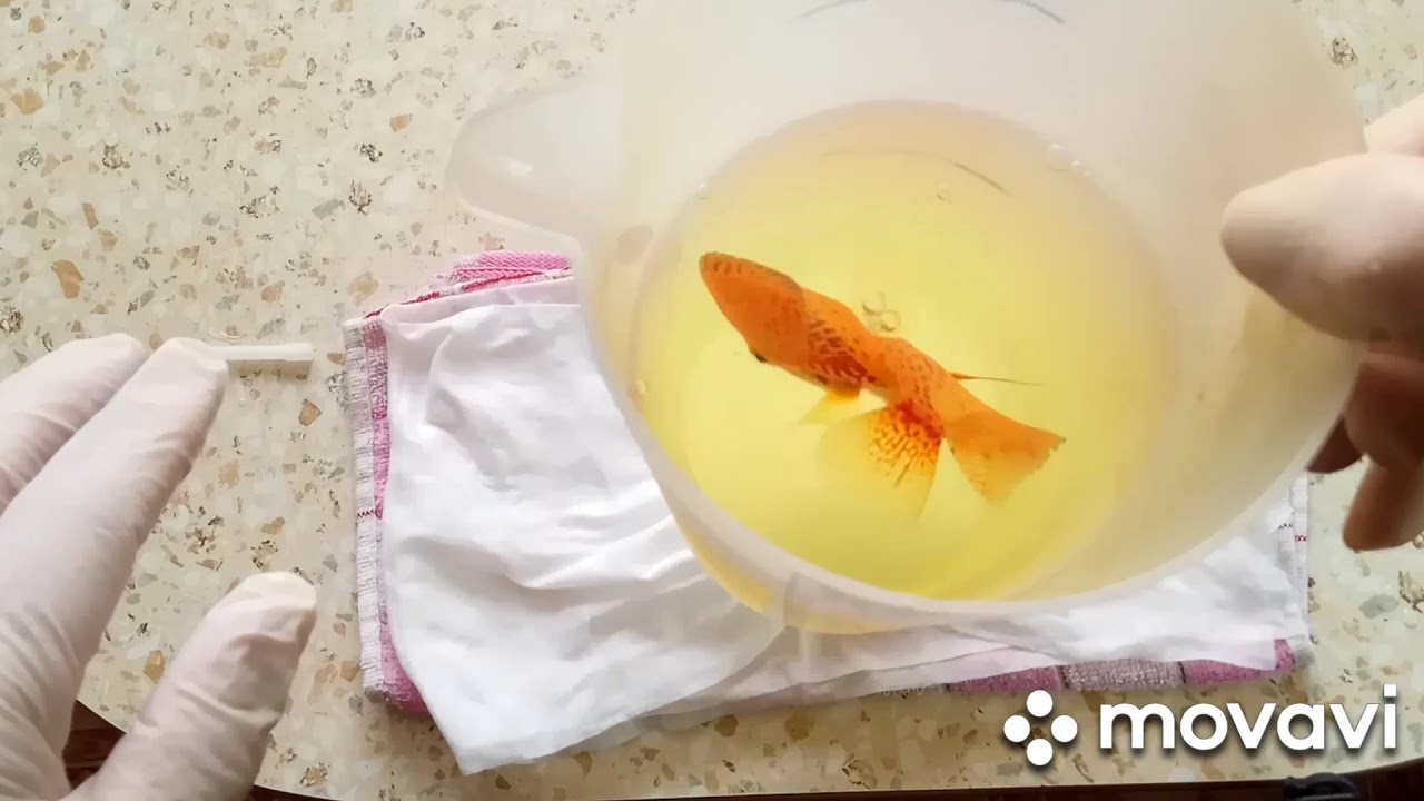 Пытаемся помочь дискусу.