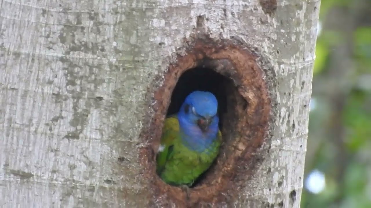 Cotorra cheja - Pionus Menstruus - Blue-headed Parrot