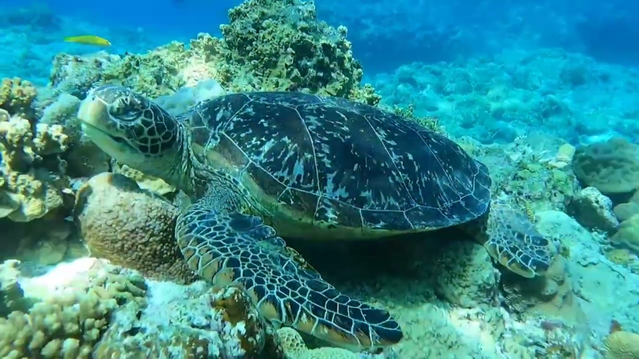 Turtles and sharks! The Keramas and chibishi! Okinawa  , Japan 