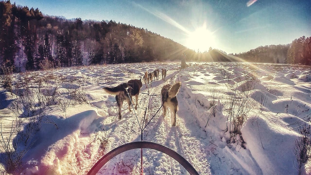 Dogsledding in Haliburton, Ontario with Winterdance Dogsled Tours