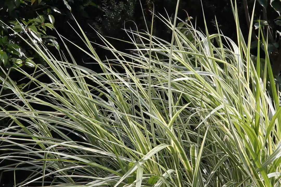 VOL.AT-Gartentipp: Ziergr&auml;ser