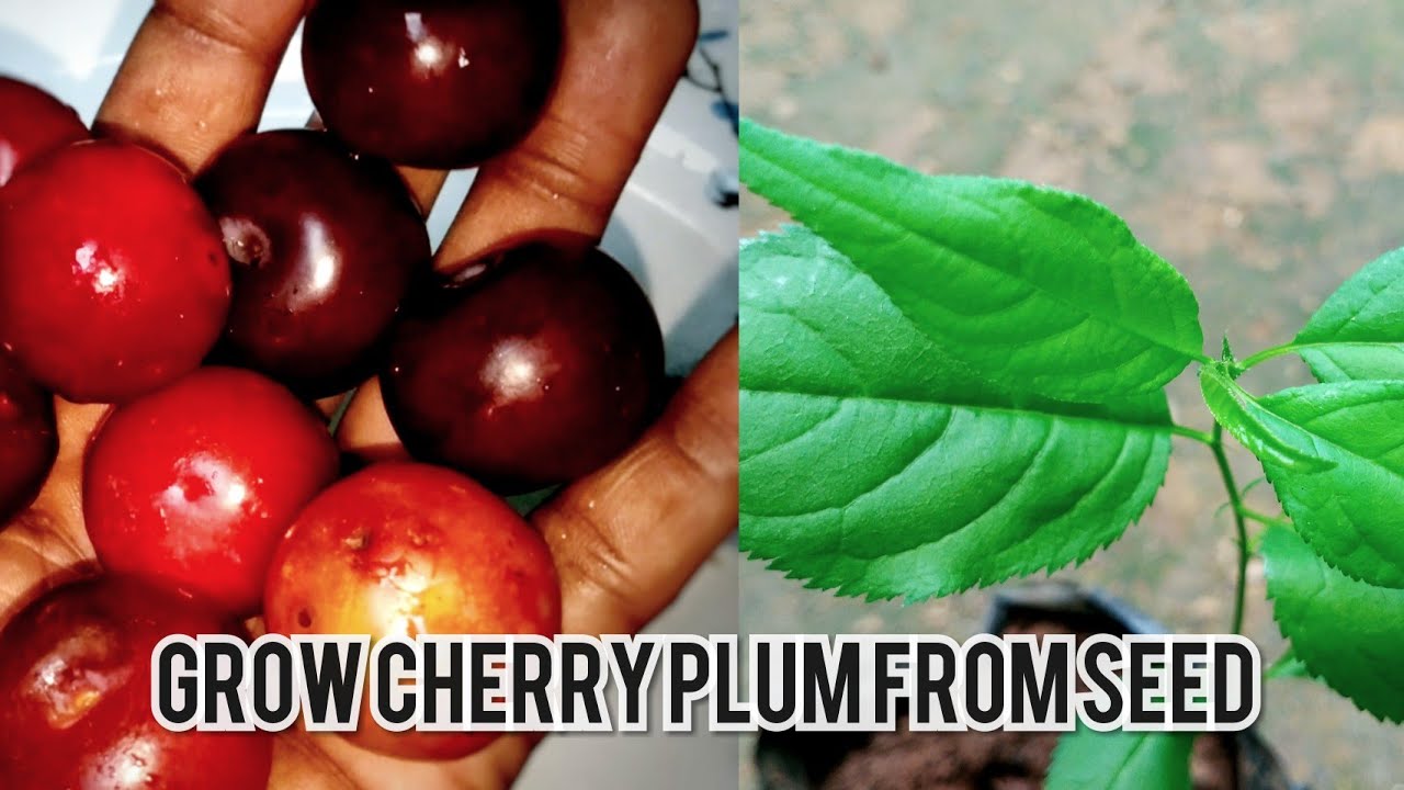 how to grow cherry plum tree from seed .| Grow cherry plum from pit .